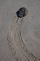 Horseshoe crab (Limulus polyphemus) with trail in sand, Delaware Bay, Delaware, USA, May