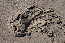 Horseshoe crab (Limulus polyphemus) buried in sand, Delaware Bay, Delaware, USA, May