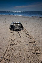 Rear view of Horseshoe crab (Limulus polyphemus) with trail in sand, Delaware Bay, Delaware, USA, May
