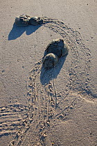 Two pairs of Horseshoe crabs (Limulus polyphemus) mating with trails in sand, Delaware Bay, Delaware, USA, May