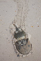 Horseshoe crabs (Limulus polyphemus) mating, Delaware Bay, Delaware, USA, May