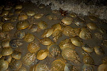 Horseshoe crabs (Limulus polyphemus) mass spawning at full moon, Delaware Bay, Delaware, USA, May