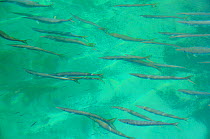 Mediterrranean / Striped barracuda (Sphyraena sphyraena) shoal chasing small fish fry in Cargese harbour, Corsica, viewed from above water. Corsica, France, May.