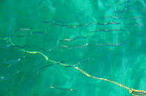 Mediterrranean / Striped barracuda (Sphyrana sphyraena) swimming past a mooring rope in Cargese harbour, Corsica, viewed from above water. Corsica, France, May.