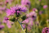 Cotton / Scotch thistles (Onopordum acanthum) flowering in profusion in the National Park of Port Cros island, France, May