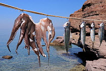 Oriental hornets (Vespa orientalis) feeding on Common Octopus (Octopus vulgaris) hanging in the sun alongside Atlantic mackerel (Scomber scombrus). Skala Sikaminia harbour, Lesbos / Lesvos, Greece, Au...