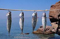 Atlantic mackerel (Scomber scombrus) dusted with herbs hanging in the sun to dry before cooking. Skala Sikaminia harbour, Lesbos / Lesvos, Greece, August 2010.