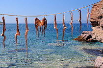 Whole Common Octopus (Octopus vulgaris) and pairs of tentacles hanging in the sun before cooking. Skala Sikaminia harbour, Lesbos / Lesvos, Greece, August 2010.