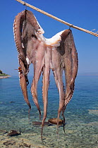 Common Octopus (Octopus vulgaris) close-up hanging in the sun before cooking. Skala Sikaminia harbour, Lesbos / Lesvos, Greece, August 2010.