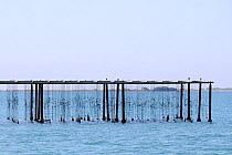 Oyster (Lophia folium) farm with shellfish growing on strings, mouth of Rhone delta near Port Napoleon, France, May.