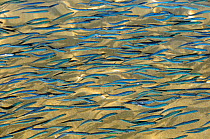 Shoaling young sardines (Sardina pilchardus) swimming in shallow water in a sandy bay, casting shadows on the seafloor, viewed from above water. Eastern Lesbos / Lesvos, Greece, August.