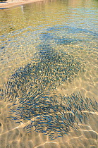 Shoal of young sardines (Sardina pilchardus) swimming in various directions close to the shore in a shallow sandy bay, viewed from above water. Eastern Lesbos /Lesvos, Greece, August.
