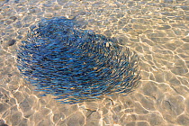 Shoal of young sardines (Sardina pilchardus) circling in a tight formation in shallow water in a sandy bay, viewed from above water. Eastern Lesbos / Lesvos, Greece, August.