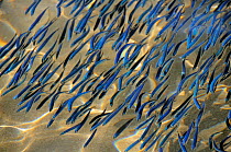 Close up view of shoaling young sardines (Sardina pilchardus) swimming in shallow water in a sandy bay, viewed from above water. Eastern Lesbos/Lesvos, Greece, August.