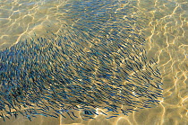 Shoal of young sardines (Sardina pilchardus) swimming in shallow water in a sandy bay, viewed from above water. Eastern Lesbos/Lesvos, Greece, August.