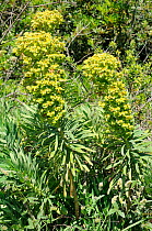 Large Mediterranean Spurge (Euphorbia characias wulfeni) growing on Port Cros Island National Park, Hyeres archipelago, France, May