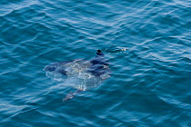 Ocean sunfish (Mola mola) swimming just below Mediterrean sea surface near Marseille, France, May.