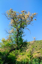 French Tamarisk / Salt cedar (Tamarix gallica) in flower on Port Cros Island National Park, with Mediterranean forest in the background. Hyeres archipelago, France, May.