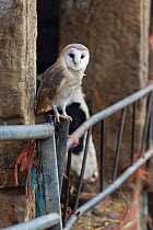 Barn Owl (Tyto alba) perched on post outside cowshed, with British Friesian cow behind, captive, UK, November