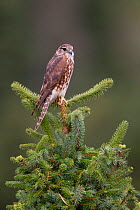 Merlin (Falco columbarius) portrait of female perched in top of Spruce tree, Captive,  UK, October