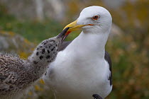 Great Black-backed gull (Larus marinus) chick begging adult for food, Saltee, Republic of Ireland, July