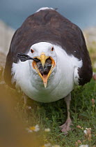 Great Black-backed gull (Larus marinus) swallowing Razorbill chick (Alca torda) Saltee, Republic of Ireland