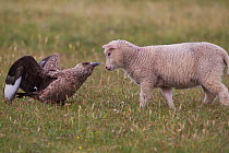 Great skua (Stercorarius skua) adult and shetland lamb encounter-conflict, Shetland, Scotand, UK, June