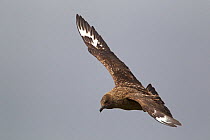 Great skua (Stercorarius skua) in flight, Shetland, Scotland, UK, June
