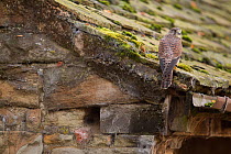 Female Kestrel (Falco tinnunculus) perched in roof of an old barn, UK, October