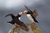 Two Puffins (Fratercula arctica) fighting, Saltees Islands, Republic of Ireland, July