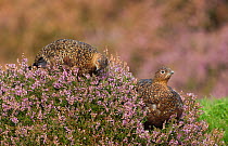 Red grouse (Lagopus lagopus scoticus) portrait of female and male together, in purple heather, Peak District, UK, September