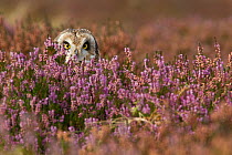 Short eared owl  (Asio flammeus) portrait in purple heather, England, UK, October