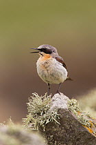 Wheatear (Oenanthe oenanthe) male calling, perched on lichen covered rock, UK, June