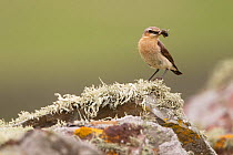 Wheatear (Oenanthe oenanthe) with insect prey, perched on lichen covered rock, UK, June