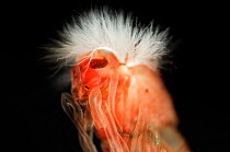 Red midge larva (Chironomus)
