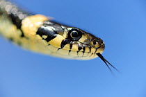 Grass snake (Natrix natrix) head portrait flicking tongue