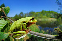 European tree frog (Hyla arborea) on tree branch, with lake behind, Germany