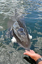 Harbour porpoise (Phocoena Phocoena) wearing a tag which collects information about how porpoises hunt, and communicate. Fjord and Baelt centre, Norway. Captive, May 2009