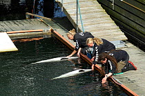 Harbour porpoises (Phocoena Phocoena) working with trainers, Fjord and Baelt centre, Norway, Captive, May 2009
