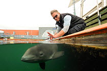Split level view of Harbour porpoise (Phocoena Phocoena) working with trainer, Fjord and Baelt centre, Norway. Captive, May 2009