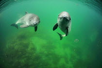 Two Harbour porpoises (Phocoena Phocoena) swimming, Fjord and Baelt centre, Norway. Captive, May 2009