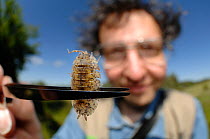 Woodlouse expert Christian Schmidt with a Woodlouse (Porcellio scaber) held in a pair of tweezers. Germany, June 2009