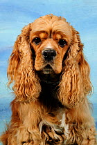 Cocker Spaniel head portrait, aged 5 years