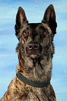 Mixed breed dog, German shepherd cross, head portrait, sitting