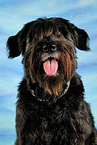 Portrait of a Bouvier des Flander cross-breed dog, sitting and panting