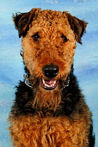 Airdale terrier head portrait, sitting and panting Not available for ringtone/wallpaper use.