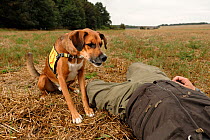 Dog working in rescue / training situation, with victim lying on ground in field, Germany, September 2009