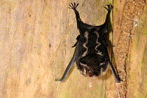 Greater white lined / Sac-winged Bat (Saccopteryx bilineata) La Selva Biological Station, Costa Rica