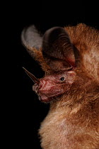 Common big-eared / Leaf nosed bat (Micronycteris microtis) head portrait, La Selva Biological Station, Costa Rica