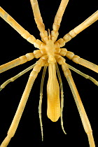 Sea spider (Collossendeis proboscidea)